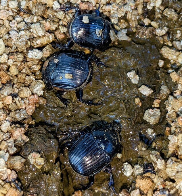 Two onitis caffer beetles sit on a pile of dung