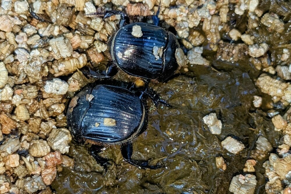 Two onitis caffer beetles sit on a pile of dung