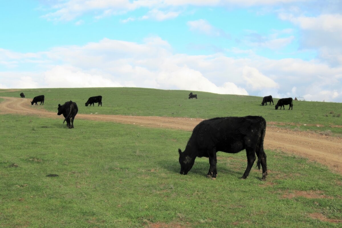 Several cows grazing in a paddock