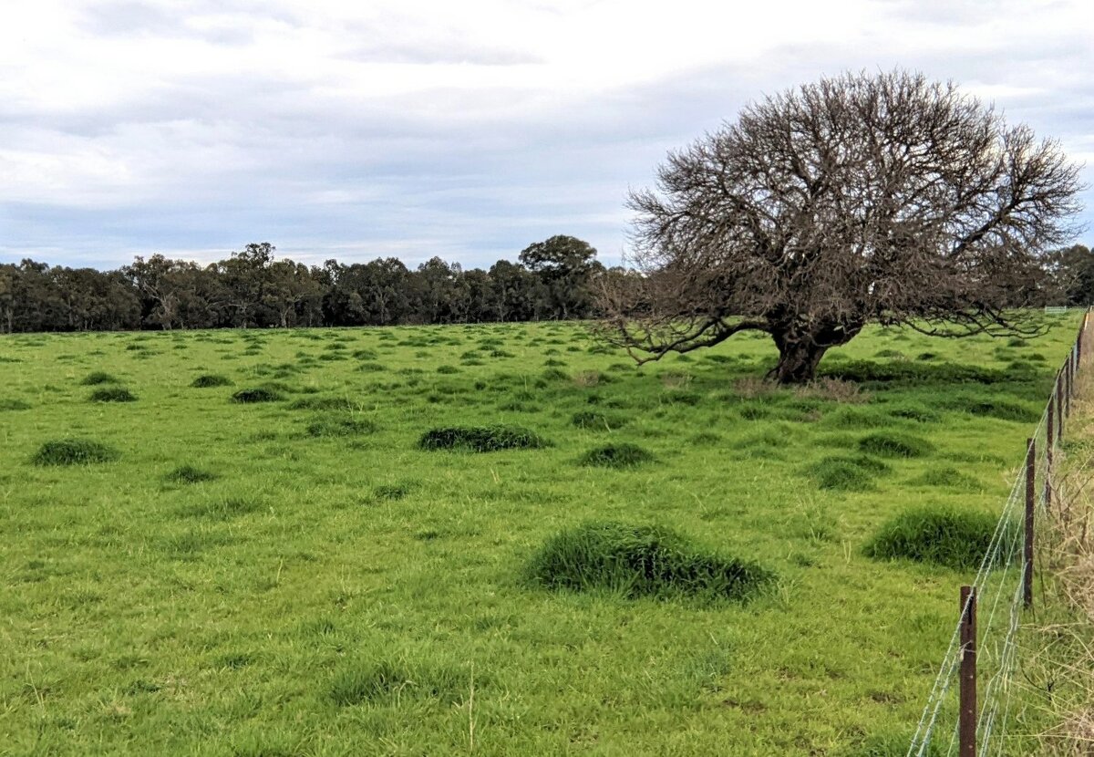 A singular tree sits to the right of a paddock. The paddock fence is lined with thick bushes and trees.