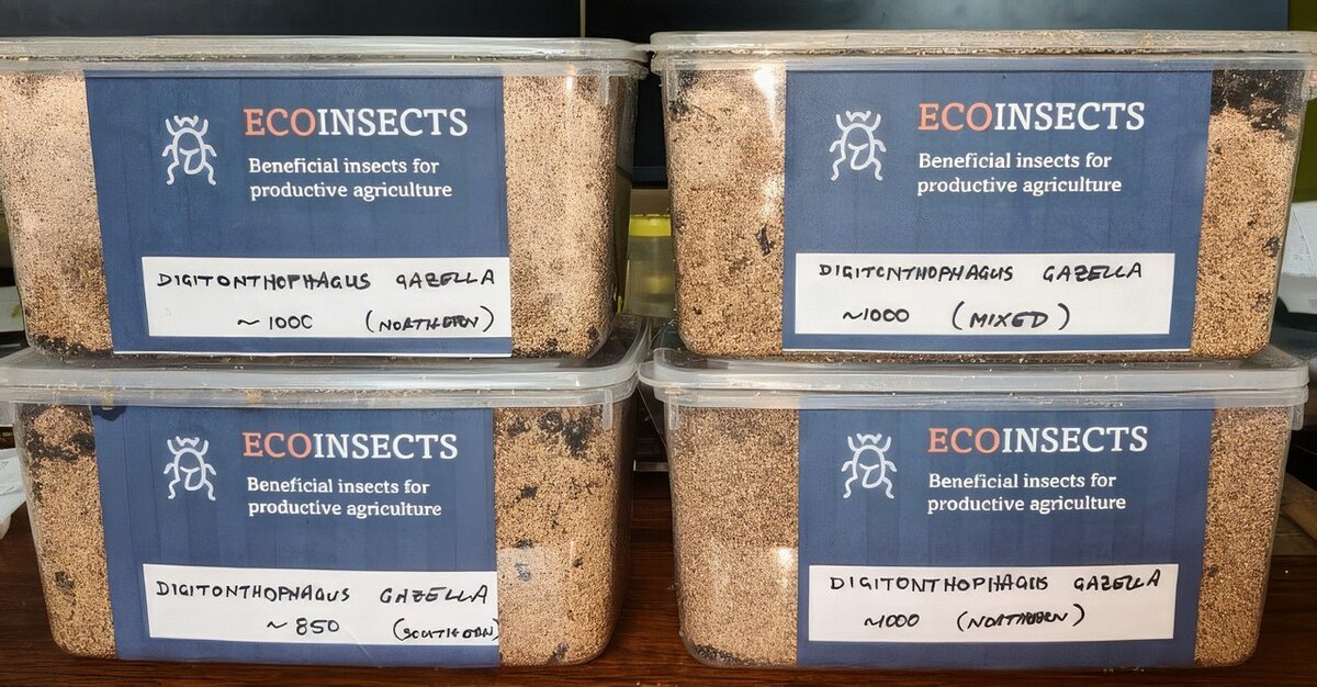 Large, stacked plastic containers, each containing different species of beetles