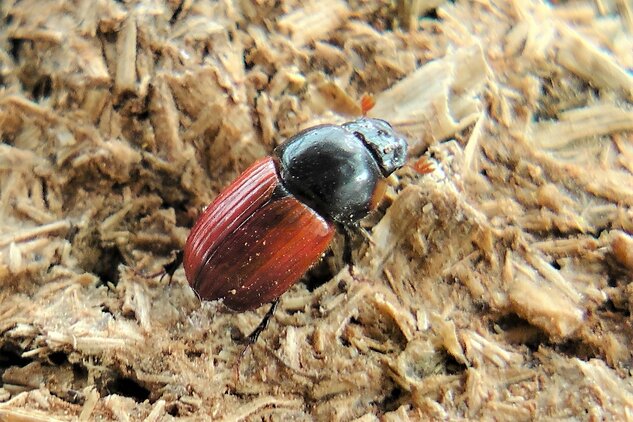 An A. fimetarius beetle sits on wood chippings