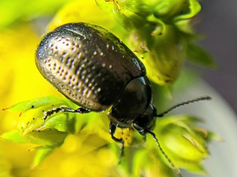 EcoInsects
