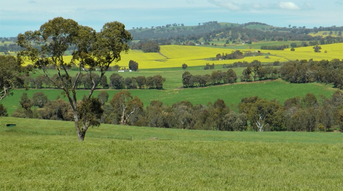 A tree sits to the left in a paddock. rolling paddocks can be seen in the background.