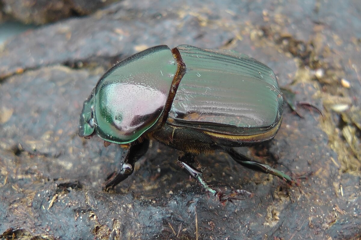 A male Viridulus beetle sits on a mound of dried dung