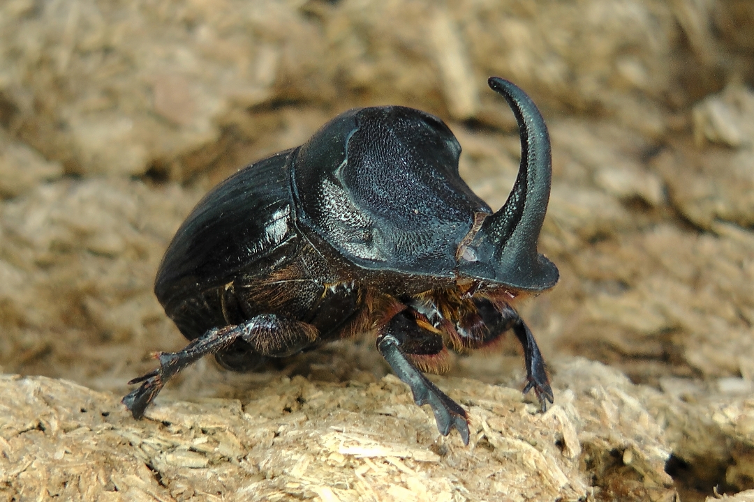 A copris hispanus beetle sits on a pile of wood chippings