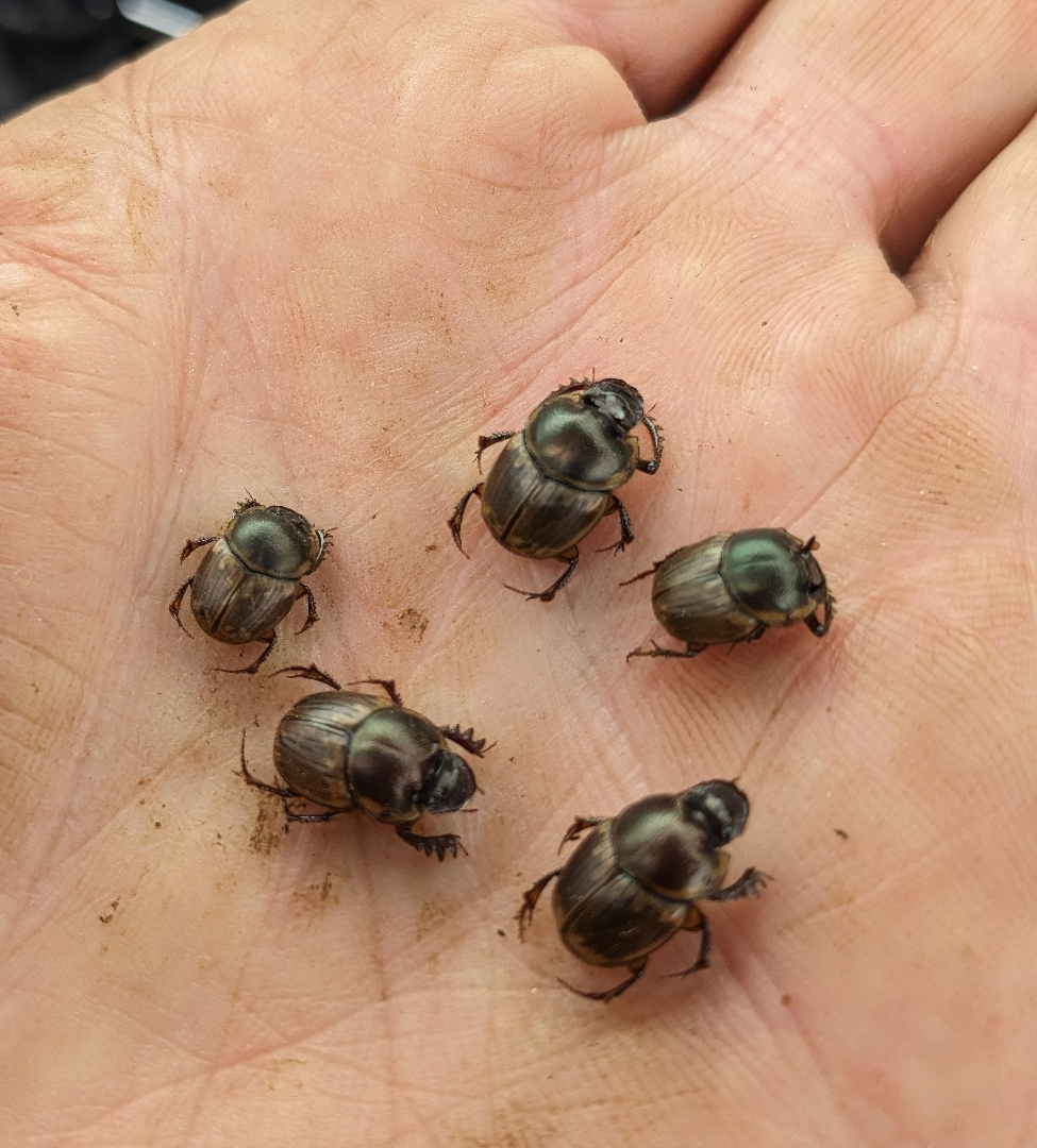 5 D. Gazella Forbes beetles sit in a persons palm.