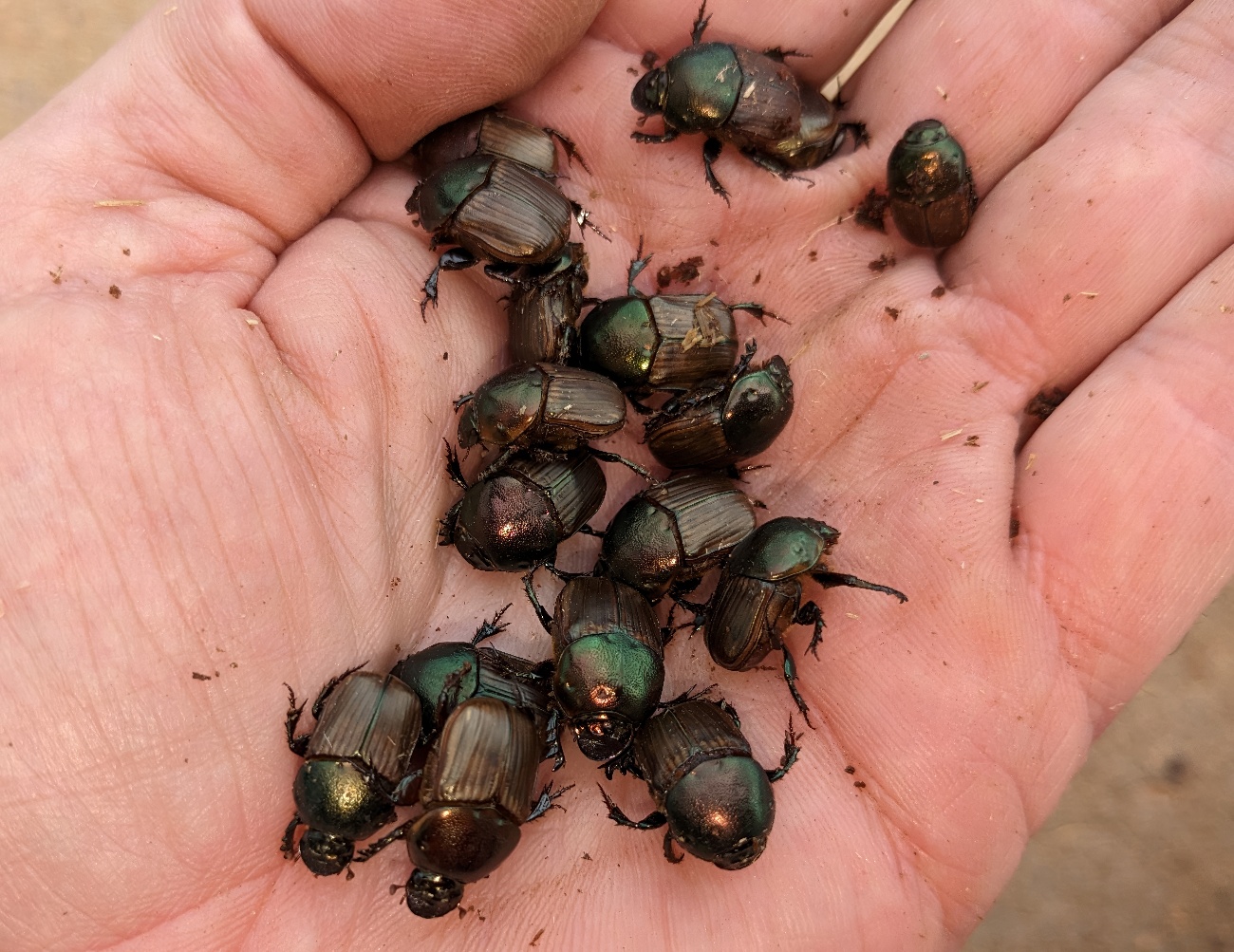 A group of onitis Alexis beetles sit in a persons palm.