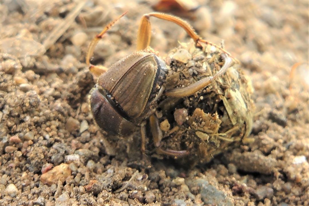 A beetle rolling a ball of dung